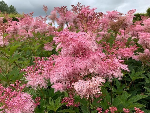 Sarkanā vīgrieze ( filipendula rubra venusta) 1 stāds